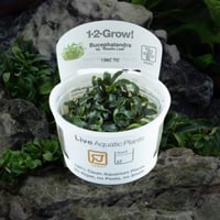 Bucephalandra sp. 'Needle Leaf'