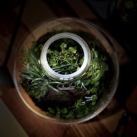 Terrarium tropical 21