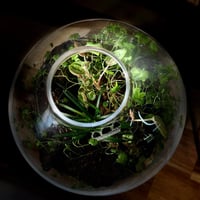Terrarium tropical 19