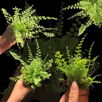 سرخس بوسطن الصغير – Boston Fern (Nephrolepis exalt...