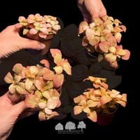 فيتونيا وردية – Fittonia Albivenis ‘Pink Vein’