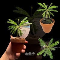 Blophytum Sensitivum