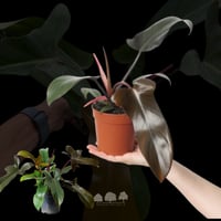 فيلوديندرون فلوريدا برونز – نبتة استوائية نادرة بأ...