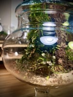 Live terrarium 4