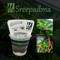 Bolbitis heudelotii TC Cup