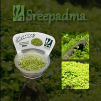 Micranthemum tweediei White TC Cup