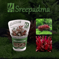 Alternanthera reineckii Rosanervig TC Cup