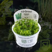 Hottonia palustris 1-2-Grow!