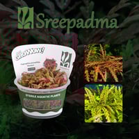 Hygrophila pinnatifida Roseus TC Cup