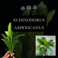 Echinodorus americanus