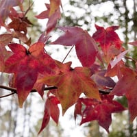 Sweet Gum شجره اللبان