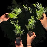 سرخس الإسبرجس الخشن الصغير – Mini Asparagus densif...