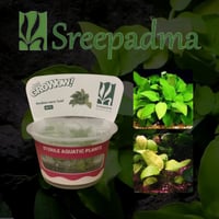 Anubias barteri var. nana Gold TC Cup