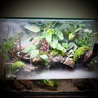 بلوداريوم ‏P001