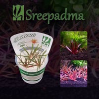 Eriocaulon Quinquangulare TC Cup