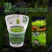 Rotala Rotundifolia ‘Wayanad