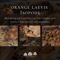 orange laevis isopod