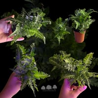 Davallia fejeensis – سرخس أقدام الأرنب (Mini)