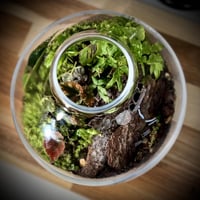 Terrarium 17