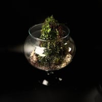 Live terrarium 4