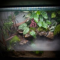 بلوداريوم ‏P001