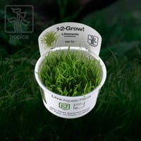 Lilaeopsis brasiliensis