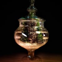 Live terrarium 4
