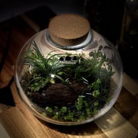 Terrarium tropical 21
