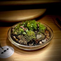Live terrarium 12