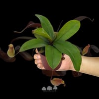 PredaPitcher – Nepenthes ‘Rebecca Soper’ | نبتة ال...