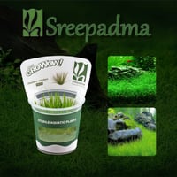 Eleocharis acicularis TC Cup