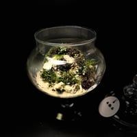 Live terrarium 3