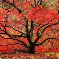 Acer rubrum شجره القيقب