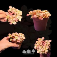 فيتونيا وردية فاتحة – Fittonia Albivenis ‘Soft Pin...