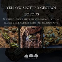 إيزوبود بيبي جسترو المرقط بالأصفر – Yellow Spotted...