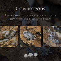 إيزوبود البقرة – Cow Isopods