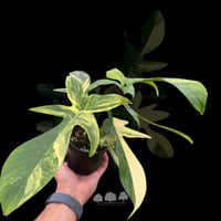 Philodendron Florida Beauty Variegated (HRP) – فيل...