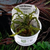 Cryptocoryne crispatula 1-2-Grow!