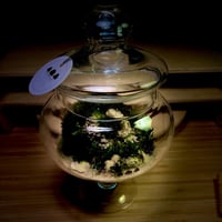 Live terrarium 7