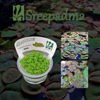 Phyllanthus fluitans TC Cup