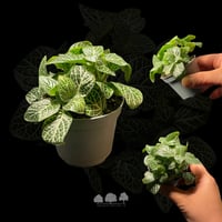 Fittonia albivenis ‘White Nerve’ – Mini