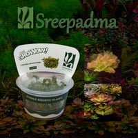 Ludwigia Sphaerocarpa TC Cup