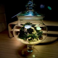 Live terrarium 7