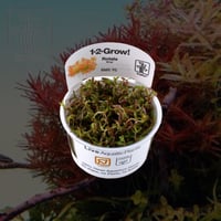 Rotala rotundifolia 'H'ra'