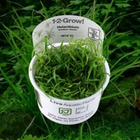Helanthium tenellum \'Green!' 1-2-Grow