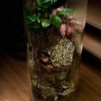 Bonsai-terrarium1