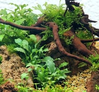 Schismatoglottis prietoi