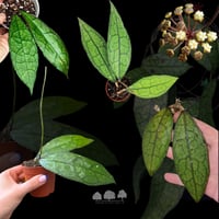 Hoya clemensiorum Sumatra – هويا كليمينسوريوم من ج...