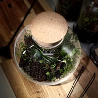 Terrarium tropical 19