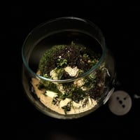 Live terrarium 3